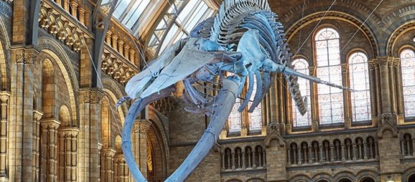 Blue whale skeleton